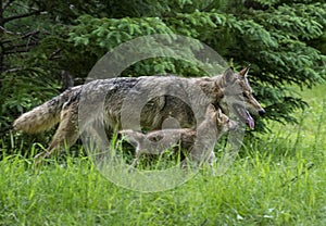 A single Coyote is helping to raise a little wolf cub.