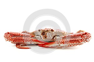 Single crab