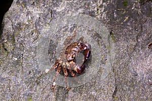 Single crab on a rock from Black Sea