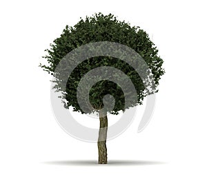 Single Crataegus Laevigata Tree photo