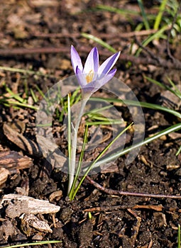 Single Crocus