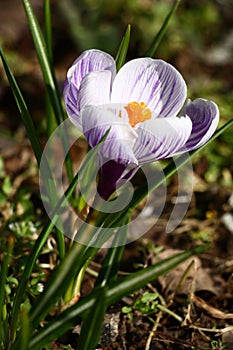 Single crocus.