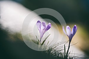 Single crocus in spring  season