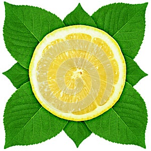 Single cross section of lemon with green leaf