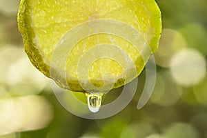 Single cross section of lime with water drop. Lime is a hybrid c