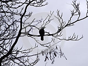 A single crow perched in the branches of a winter tree in silhouette
