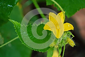 Single cucumber yellow flower on green leaf