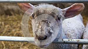 Single curious lamb