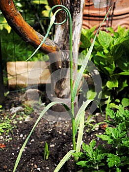 A single curly garlic stem in a garden