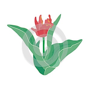 A single curly red tulip with large green leaves