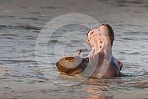 Single cute hippo calf yawning in green waters. South Africa