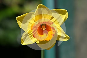 Single Daffodil