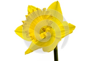 Single daffodil