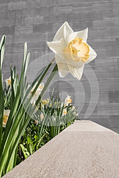 Single daffodil against granite wall
