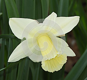 Single daffodil flower in pale yellow