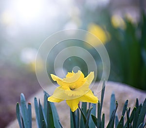 Single Daffodil in Front of Rock, Light Flare