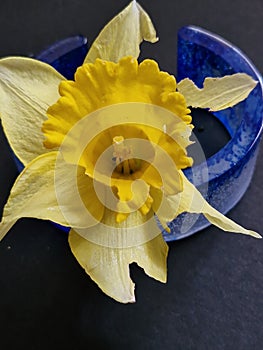 A single Daffodil resting on a Blue C shaped Bangle