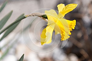 Single daffodil - yellow March mug