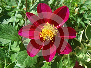 Single dahlia piccolo mixed flower