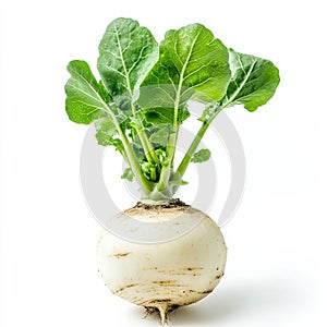 A single daikon radish with green top, isolated on a white background,