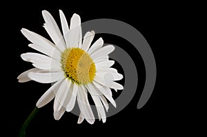 Single Daisy on black background