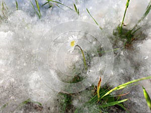 A single Daisy blooms in poplar fluff