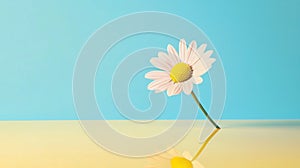 Single daisy on colorful background with reflection and copy space