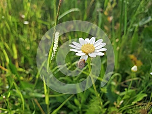 Single daisy flower and cute snail in spring meadow,nature background wallpaper