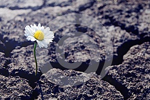 Single daisy flower sprouts through dry cracked soil