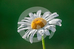 Single Daisy on Green