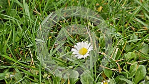 Single Daisy in Green Grass