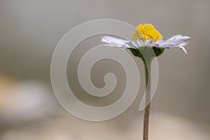 Single Daisy with Soft Blurred Background