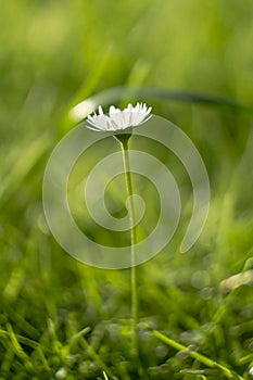 Single daisy spring detail photo