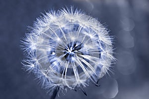 Single dandelion blue