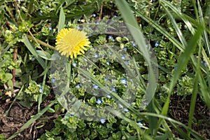 Single dandelion among blue flowers of veronica