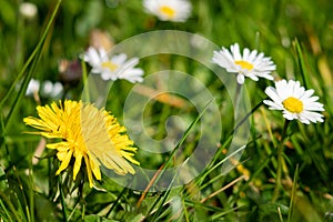 A single dandelion among daisies