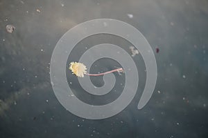 Single dandelion floating gently on calm water with subtle light reflections