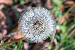 Single Dandelion flower at autumn