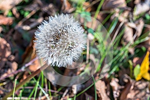 Single Dandelion flower at autumn