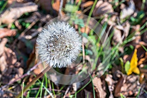 Single Dandelion flower at autumn