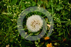Single dandelion flower lies isolated amidst a lush, green field of grass