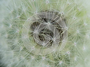 Dandelion seedhead close up top view