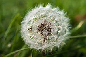 A single dandelion on green background in early fall