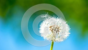 Single dandelion on green grass