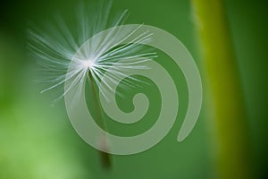 Single dandelion petal flying alone on mere green background