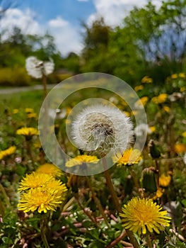 Single dandelion puff-ball on yellow flowers meadow