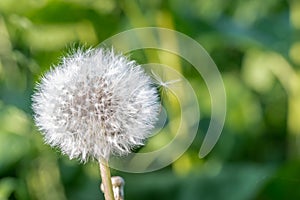 Single dandelion with seed