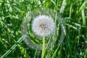 Single dandelion with seed