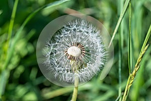 Single dandelion with seed
