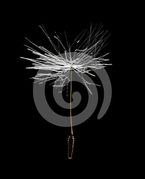 Single dandelion seed isolated on black